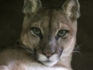 Mountain lions become nocturnal to avoid humans in L.A.