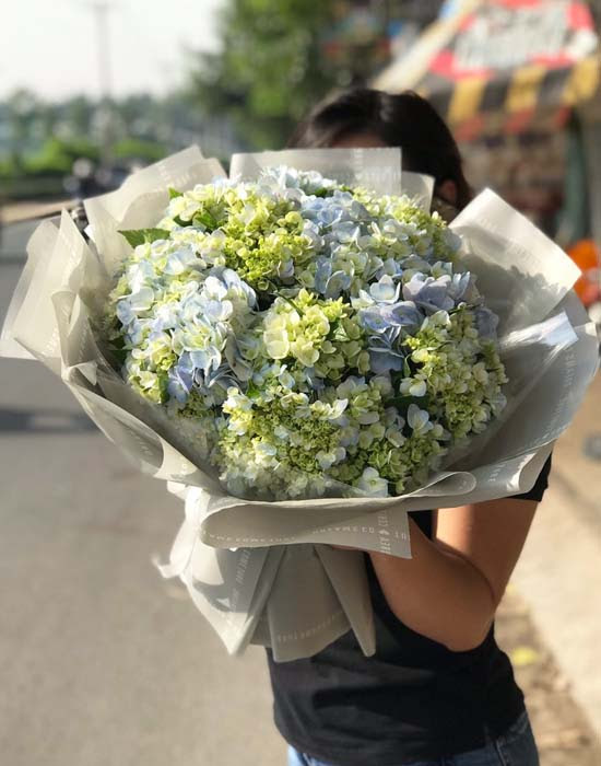 Ý nghĩa hoa cẩm tú cầu theo quốc gia