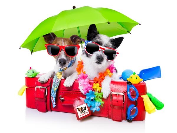 happy dogs under an umbrella