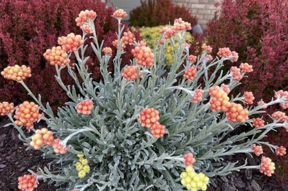 Heilchrysum and barberry