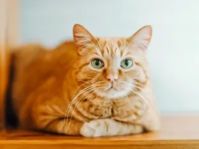 Geneticists Solve the Mystery of Why Some Cats Are Orange—and Why They Tend to Be Males image