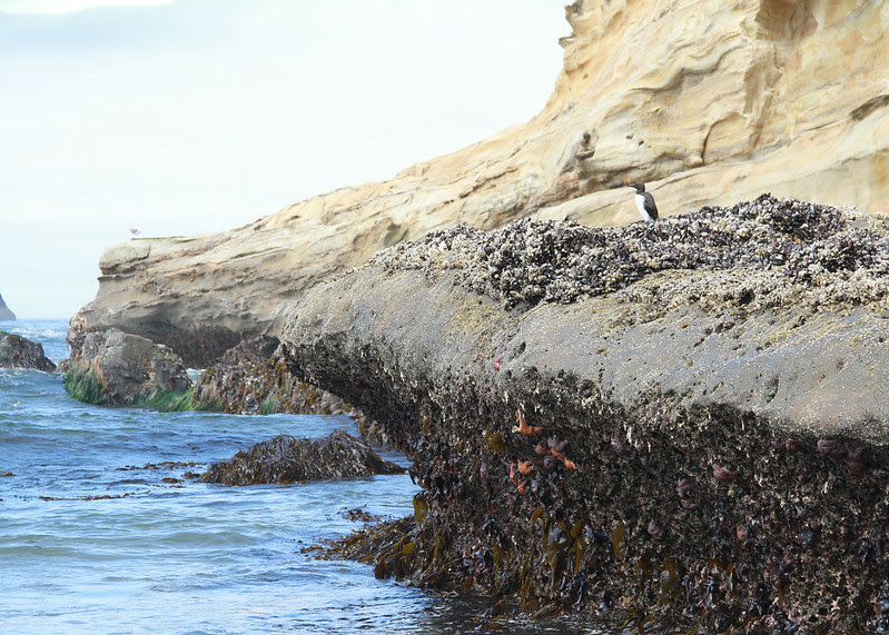 And we’ll have fun fun fun ’til the climate takes the ocean away (Photo via the Oregon Capital Chronicle)