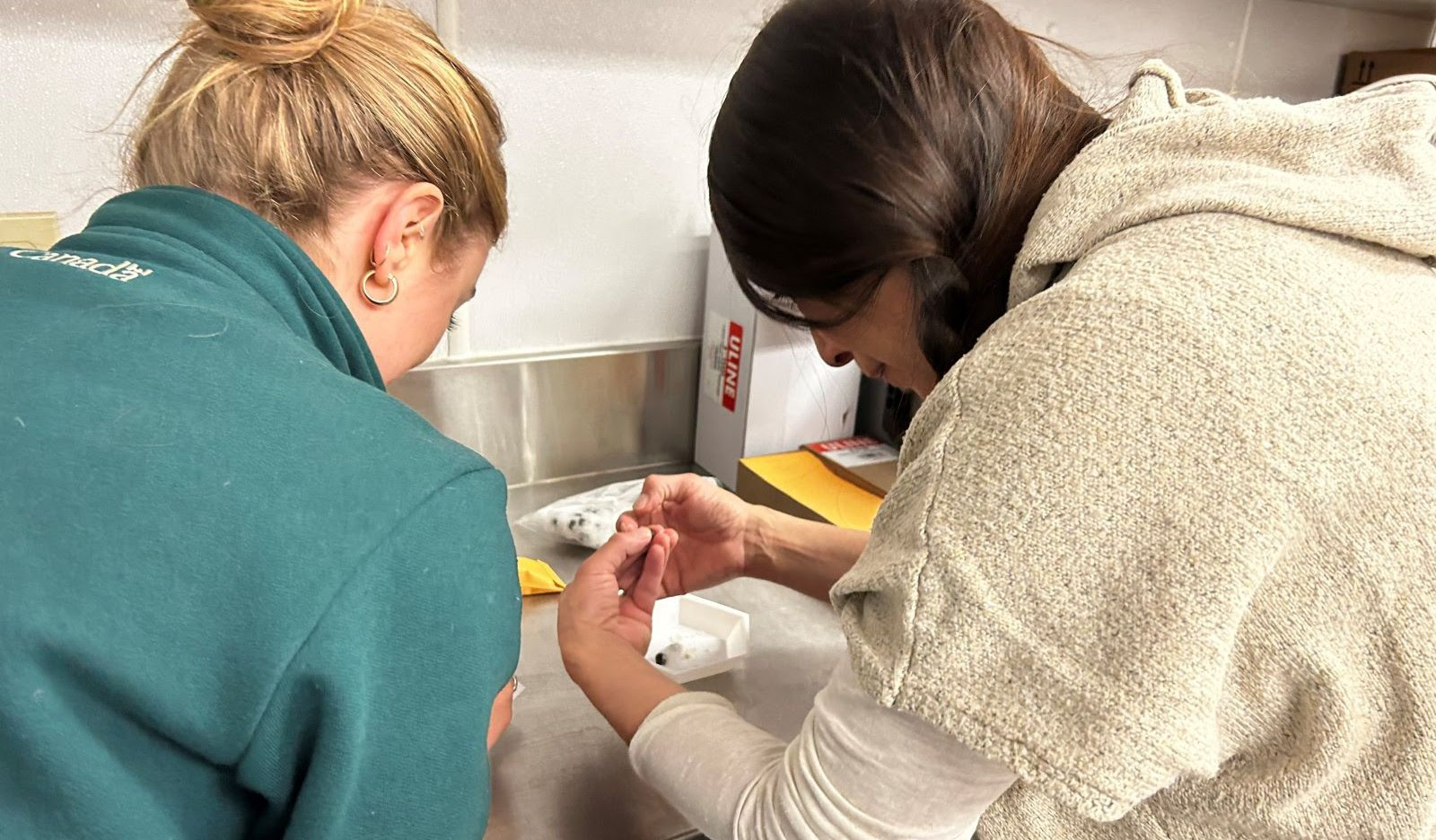 A Parks Canada biologist with a partner from Kelly Lake Cree Nation are shown in a laboratory, taking DNA samples from caribou scat.