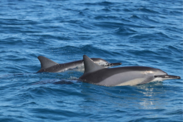 Two spinner dolphins swim side by side, leaping out of the water