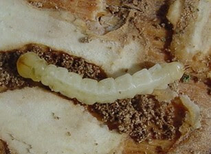 Close up photo of a larva in tree