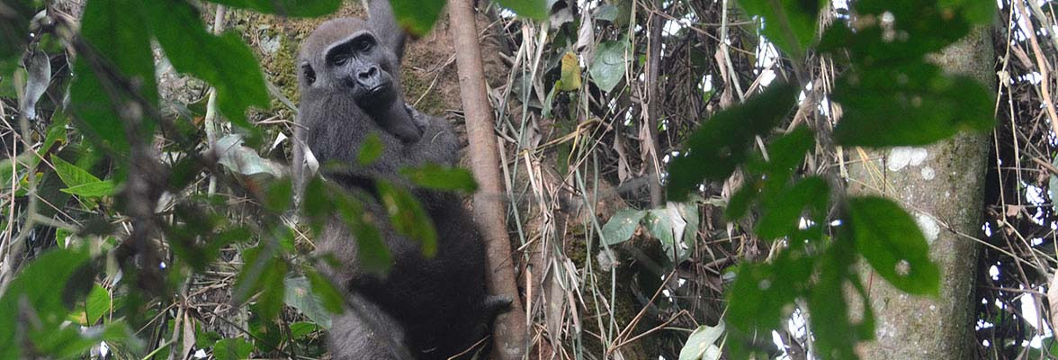 Western Lowland Gorilla