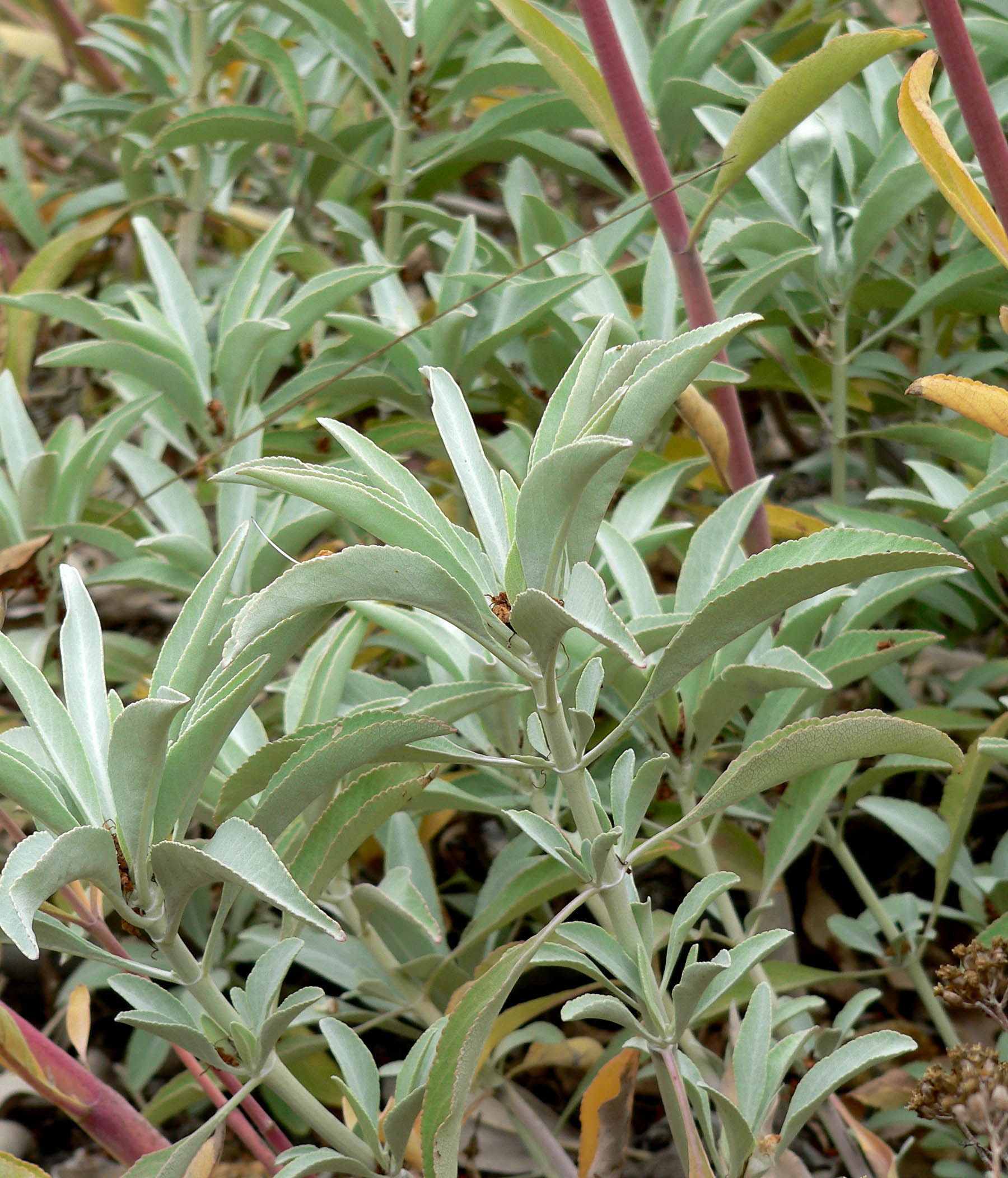 white sage flower salvia_apiana_credit stan
shebs2.jpg