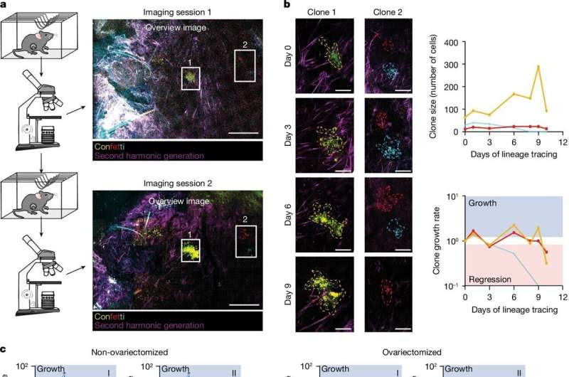 Estrous rhythm found crucial for optimizing breast cancer therapy