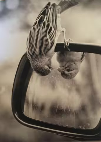 Bird-Upside-Down-Mirror