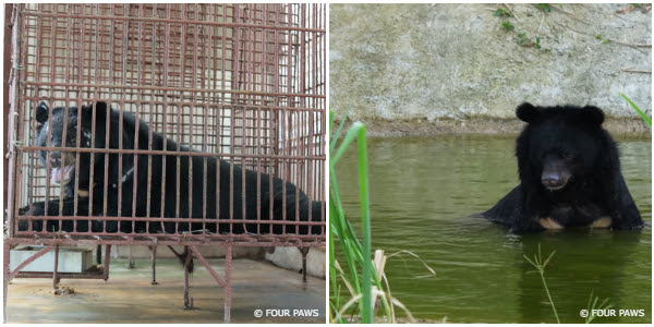 (Left) Bear Chinh in cage in Vietnam / (Right) Bear Chin at BEAR SANCTUARY Ninh Binh swimming in his pool.