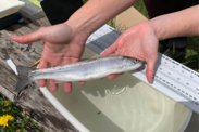 Two hands hold up a steelhead smolt above a bucket of water and ruler