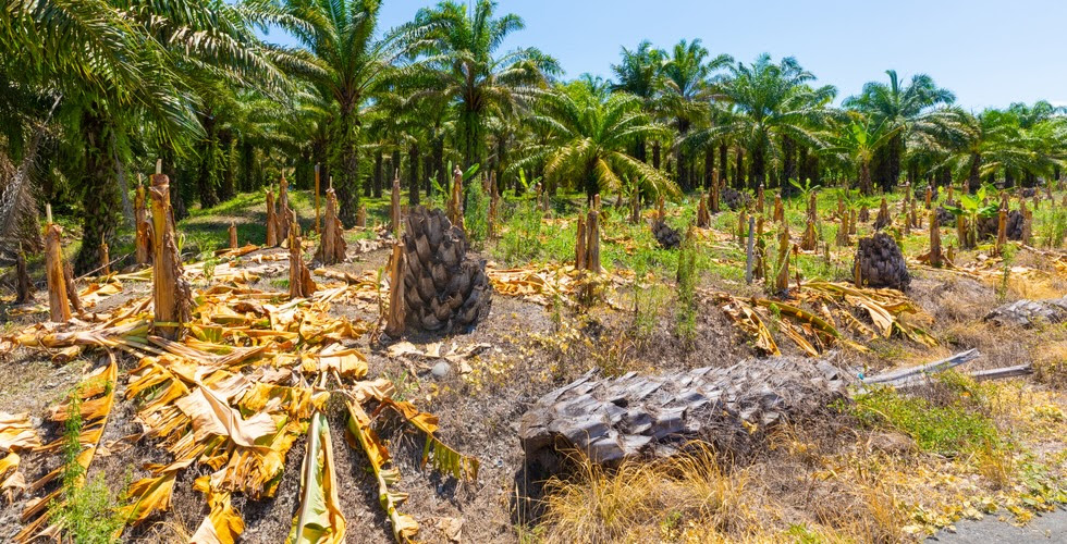 Vue panoramique de la déforestation des cocotiers au Costa Rica. Des souches d'arbres sont visibles au premier plan.