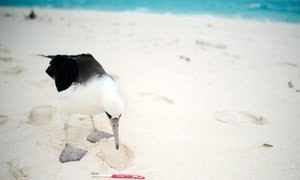 La contaminación plástica es dañina para el Albatros. Muchos consumen desechos pensando que son comida y mueren de inanición.