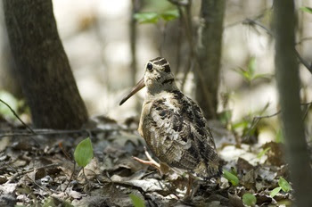 A round-bodied, tan and black bird with a long, slender beak, sits on the sunlit forest floor, with some dry leaves and green grass shoots