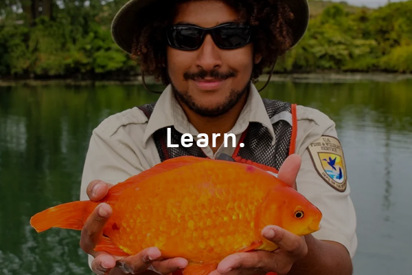 Giant Goldfish Are Bad News for the Great Lakes