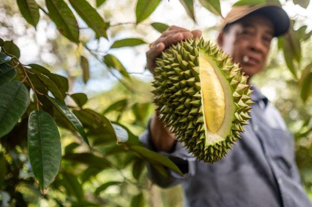 Nông dân thu hoạch sầu riêng ở Cần Thơ