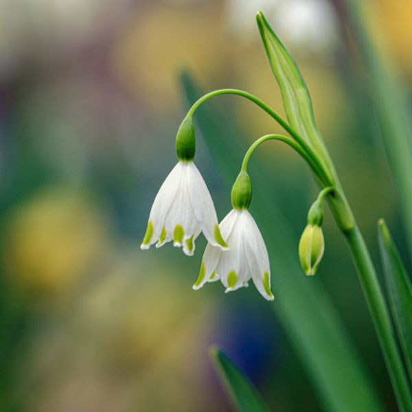 Close-up of a green plant with two white flowers drooping down in front of a blurred background