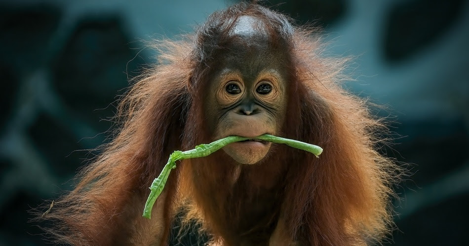 A baby orangutan nibbling on greenery.