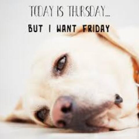 Thursday-Dog-Want-Friday
