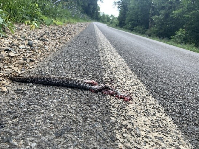 Eastern massasauga rattlesnake