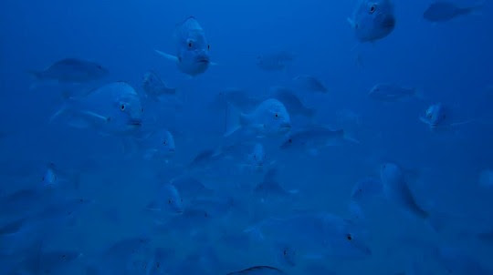 School of red snapper