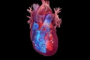 4 chambers of the heart: right atrium, right ventricle, left atrium, left ventricle.