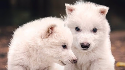 El lobo de 'Juego de Tronos', primer animal rescatado de la extinción