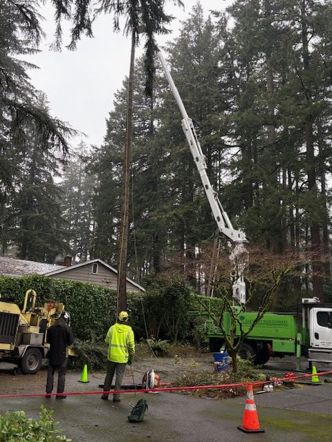 Photo of tree being taken down