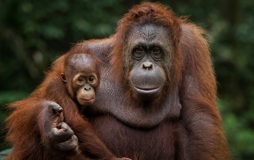 Un bébé orang-outan avec sa mère.