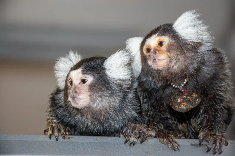 Mother and Daughter Marmoset Monkeys