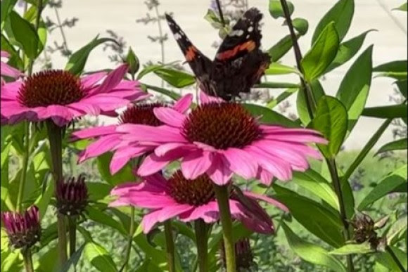 Butterfly on coneflower