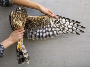 Adult Female Northern Harrier by P Stollsteimer 2