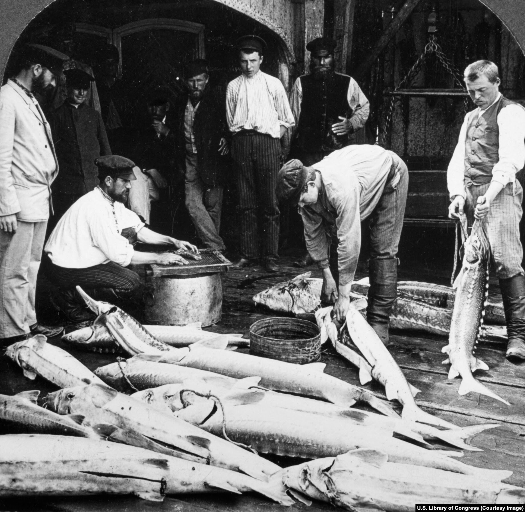 Fishermen process fish in a town on the Volga River.