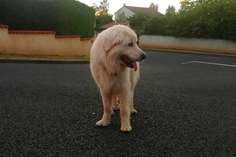 'Tout est bien qui finit bien !' : l'incroyable périple d'Etoile, une chienne retrouvée à 200 km de chez elle