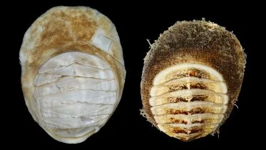 Deep-Sea Chiton, Placiphorella methanophila