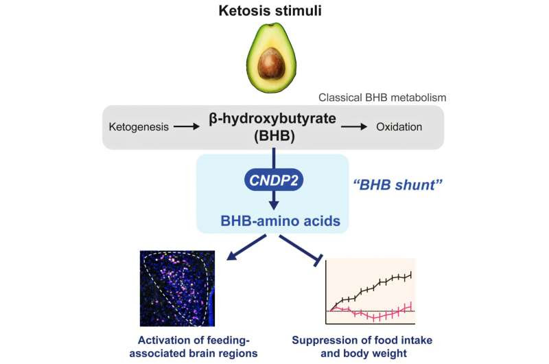 Researchers discover a new metabolic compound that regulates body weight