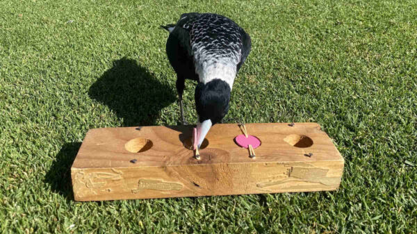 Magpie engaged in the associative learning task with wooden block on grass