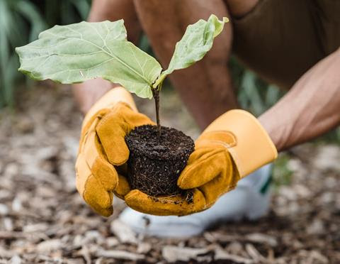 Hands around the base of plant