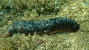 Holothuria tubulosa in Aegean Sea