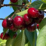 Cherries