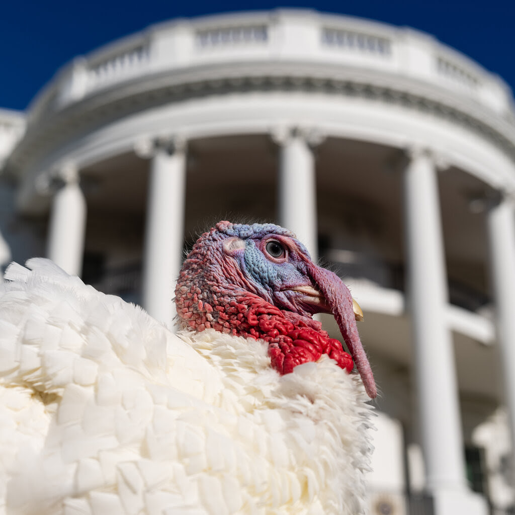 A close-up of a turkey’s head and upper body. Behind it, the White House appears out of focus.