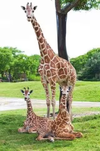 Giraffe-Family-Twins