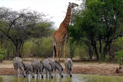 Giraffe-eat-tree-tall-zebras-drink