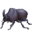 🪲
