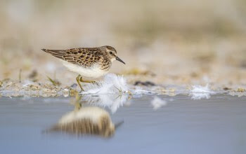 A least sandpiper walks along the shoreline.