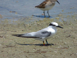 Banded Least Tern. By Beth Forys