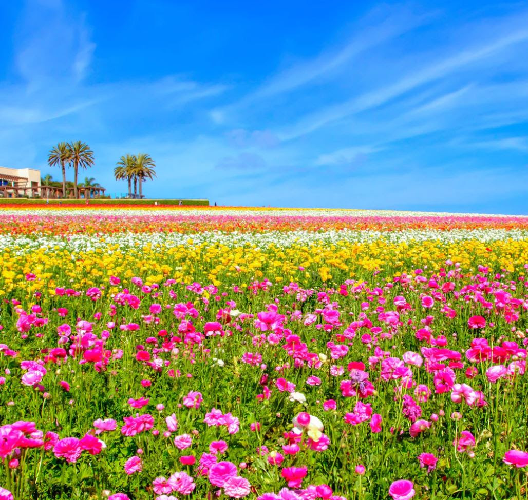 Carlsbad flower fields in full bloom with blue sky