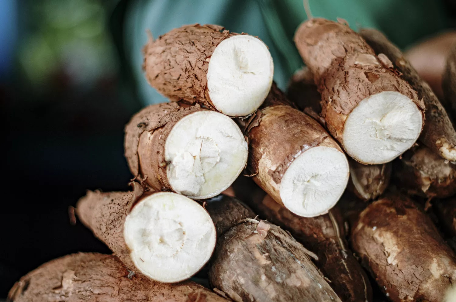 Cassava root vegetable: white inner flesh with a brown, bark-like exterior