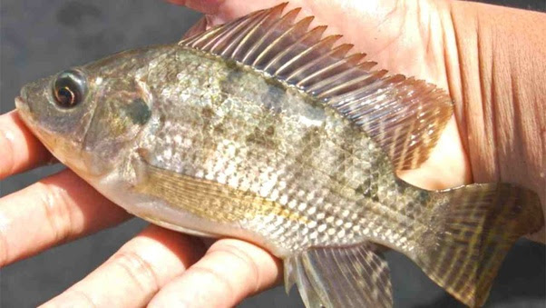 Why do people say tilapia isn't a good fish to eat? What about this fish makes it so bad? Main-qimg-8345c81b6b1ebc682eb8a2a49e562bef