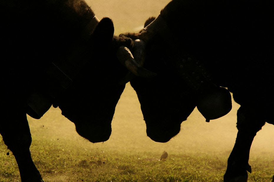 Les vaches sont-elles racistes ? La réponse va vous étonner